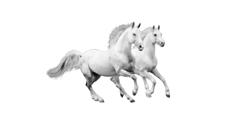 191-names-for-white-horses-male-female-ideas-equine-desire