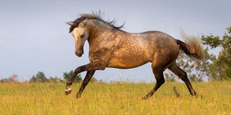 How Much Does An Andalusian Horse Cost?