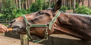 Can Horses Eat Carrots