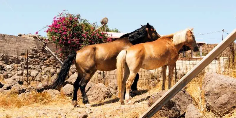 171+ Evil Horse Names with Meanings