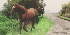 Horse Price in Pakistan