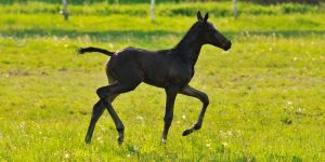 How Much Does A Baby Horse Cost