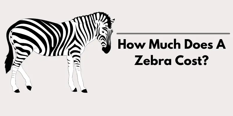 How Much Does A Zebra Cost? Price Breakdown