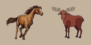 Moose vs Horse