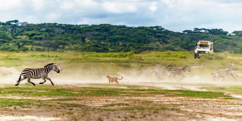 cheetah hunting zebra