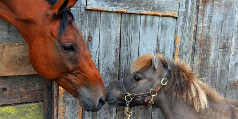 horse-heaves
