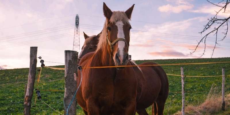 Bhutia-Horse