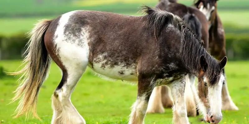 6 Scottish Horse Breeds (With Photos) - Equine Desire