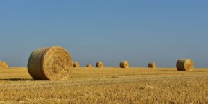 How Much Fertilizer Per Acre for Hay