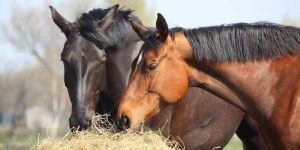 How To Tell If the Hay is Moldy