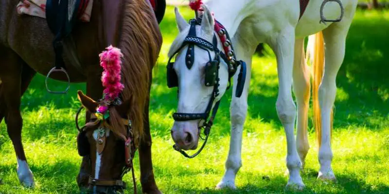 Kathiawari-Horse