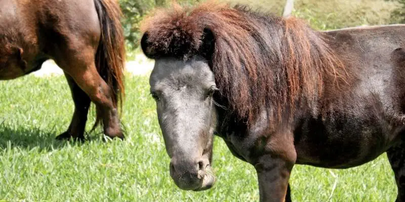 Manipuri-Pony