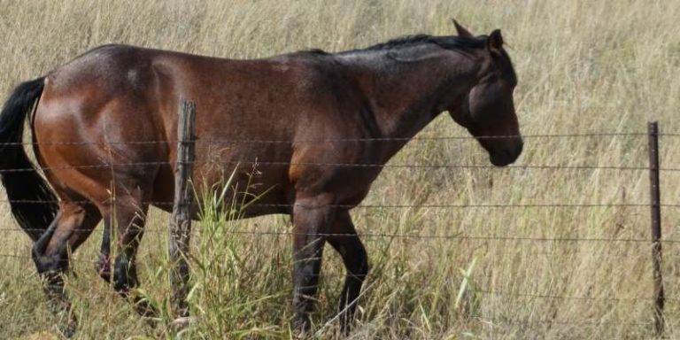 Seal Colored Horse