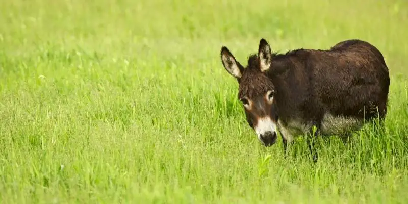 Are Donkeys Smart? (IQ Comparison to Humans and Horses)