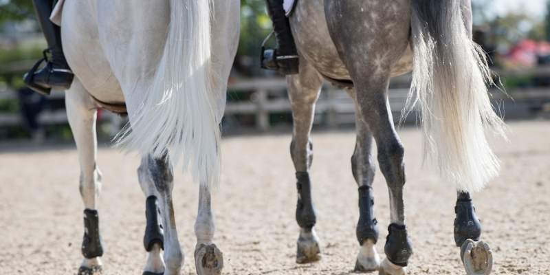 Are Horse Legs Fingers? Myth or Reality?