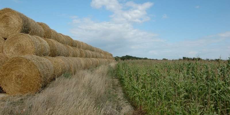 How Much is a Bale of Straw? Price Factors
