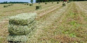 What is a Flake of Hay