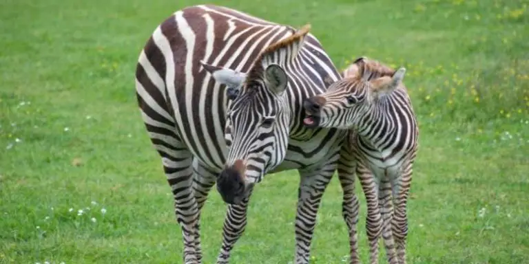 ride along zebra