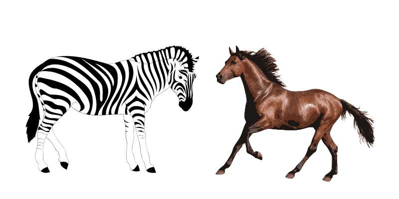 Zebras vs Horses: 7 Differences Comparison - Equine Desire