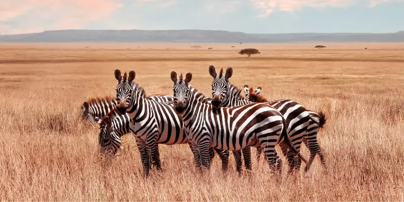 Are Zebras Endangered? (Factors leading to endangerment) - Equine Desire