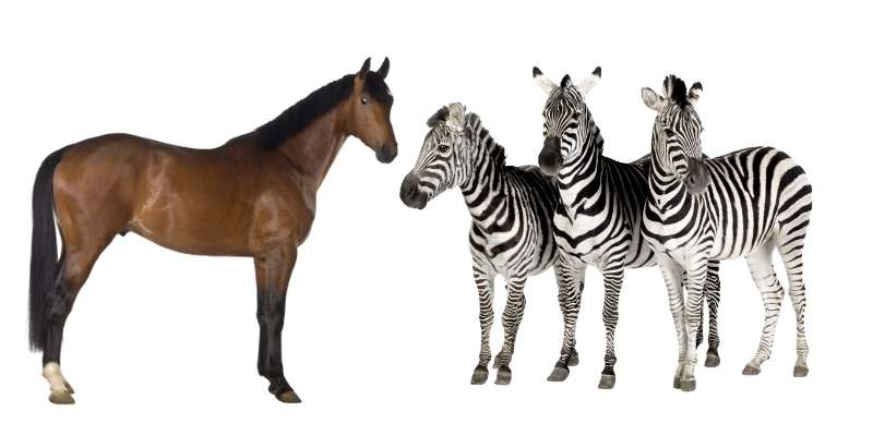 Zebras vs Horses: 7 Differences Comparison - Equine Desire