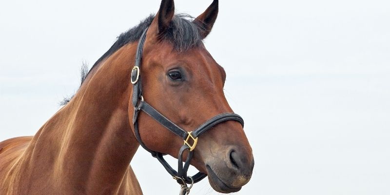 The 5 Best Bitless Bridle Reviews in 2021