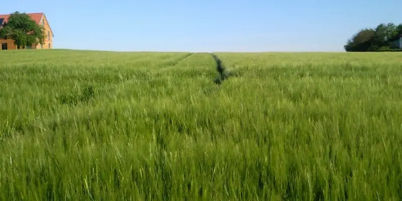 The 5 Best Weed Killer For Horse Pasture