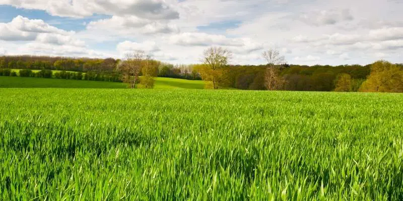 Paddock vs Pasture & Pen vs Field: Terms to Understand