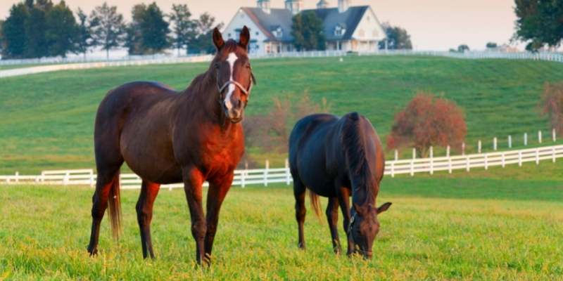 131+ Biblical Farm Names with Meanings