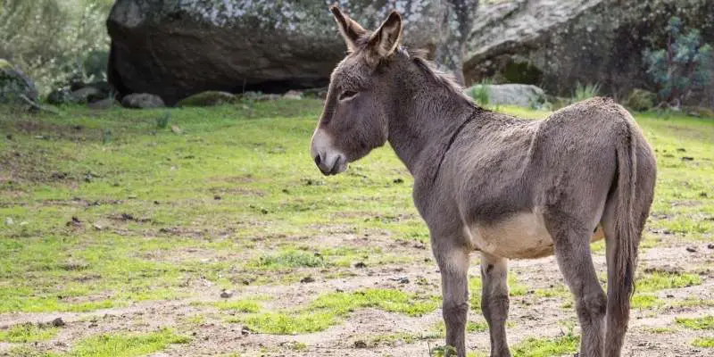 Is Donkey Halal: Donkey Meat and Milk in Islam