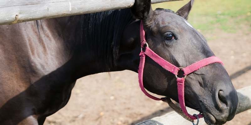 Side Pull Bitless Bridle: Types and Different Uses