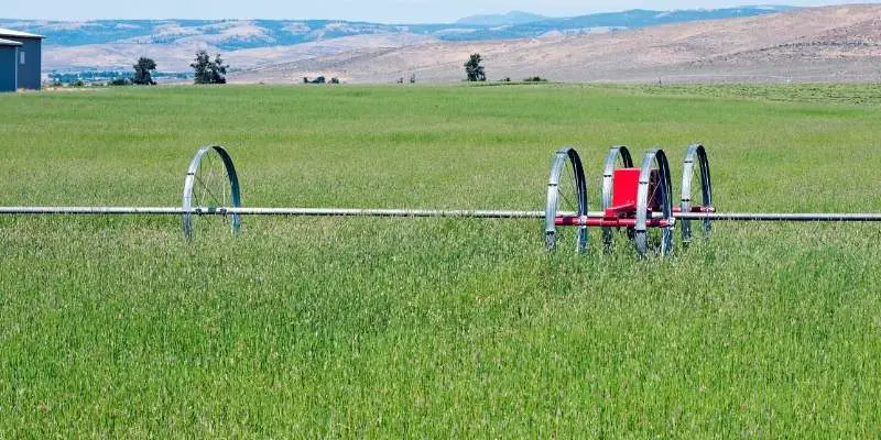 Timothy Hay For Horses: With Nutritional Value
