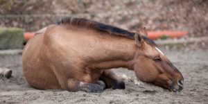 Will a Horse with Colic Poop