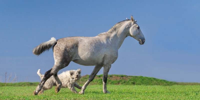 can dogs eat horse poop