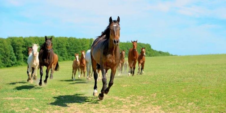 ¿Cómo se llama un Grupo de Caballos? (7 Términos) - Deseo Equino