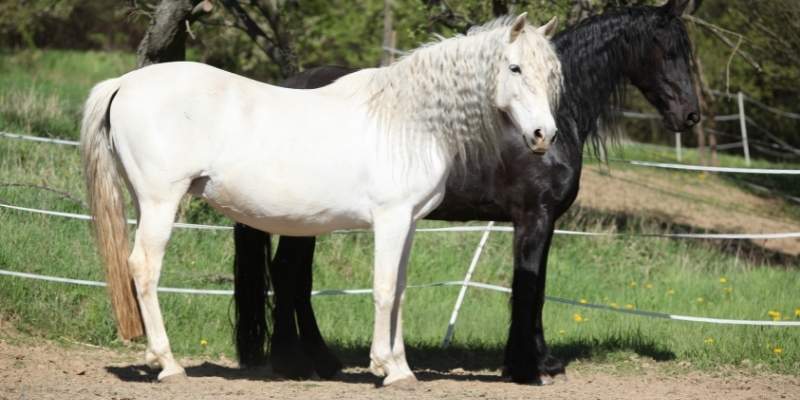 White Friesian Horse Characteristics and Facts - Equine Desire