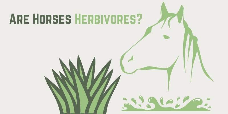 Are Horses Herbivores or Omnivores?