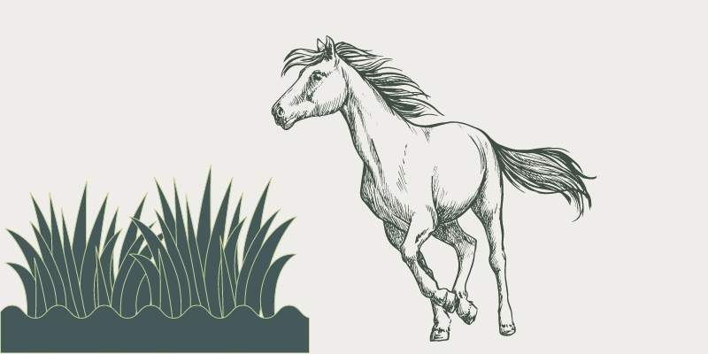 Horses-Herbivores