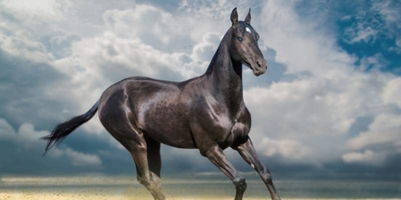 3 Common Hot Blooded Horse Breeds - Equine Desire