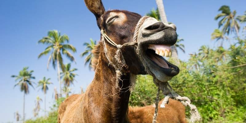 donkey-laugh