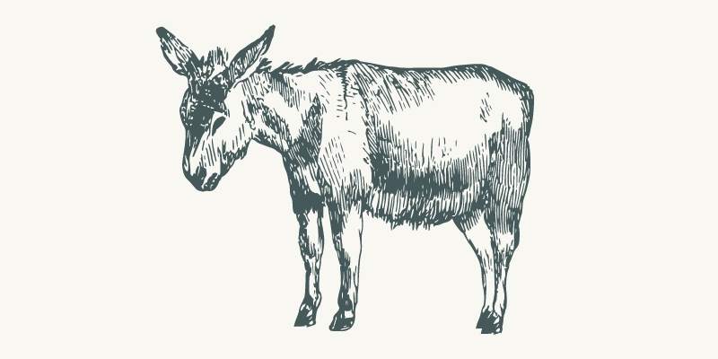 donkey-vs-jackass
